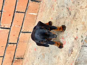 1-3 months Male Purebred Dachshund