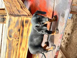 1-3 months Male Purebred Dachshund