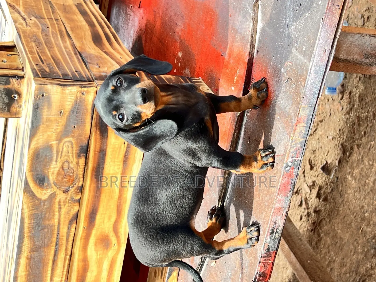 1-3 months Male Purebred Dachshund