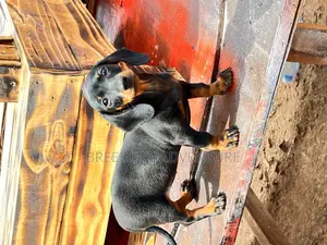 1-3 months Male Purebred Dachshund