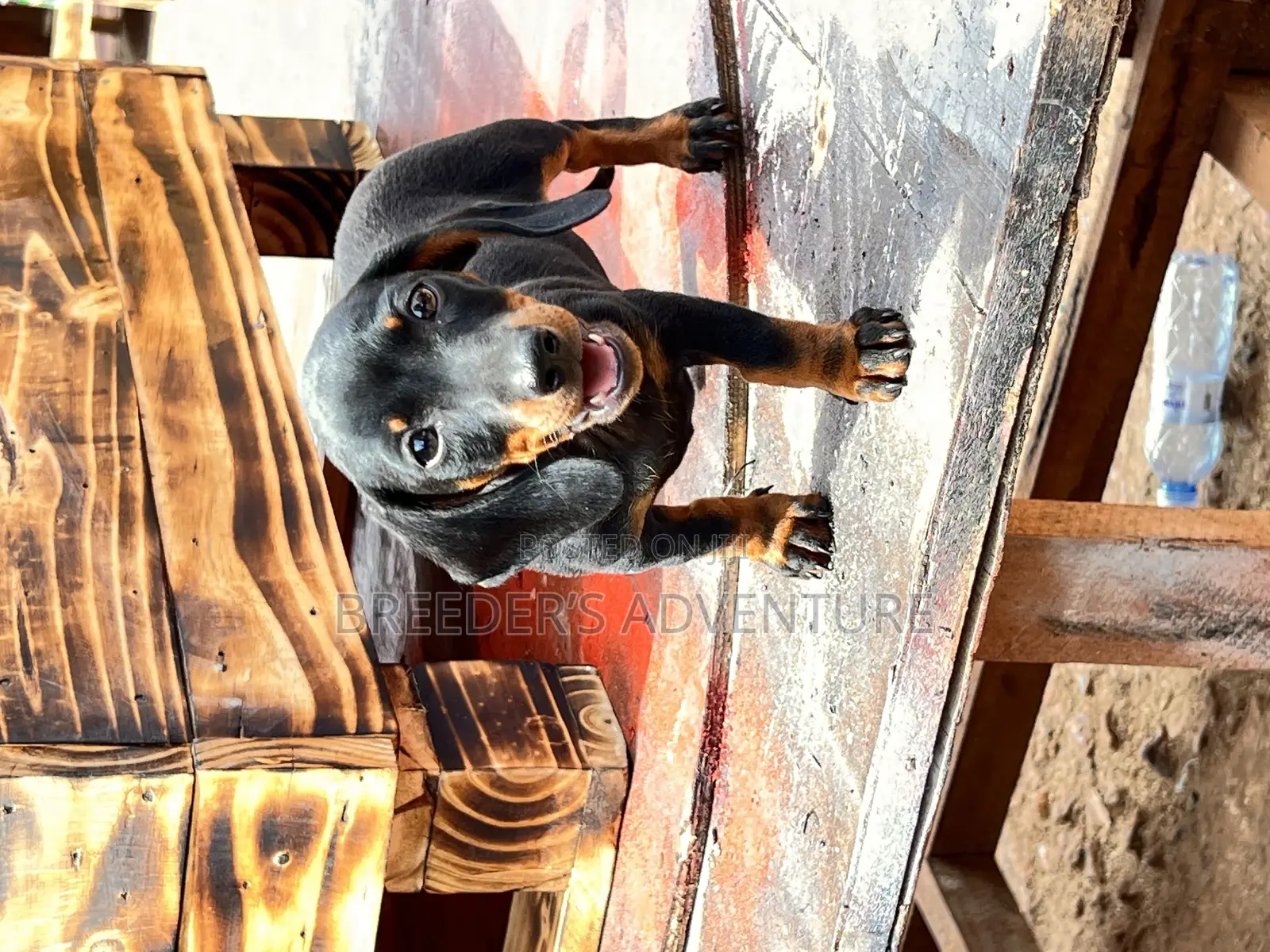 1-3 months Male Purebred Dachshund