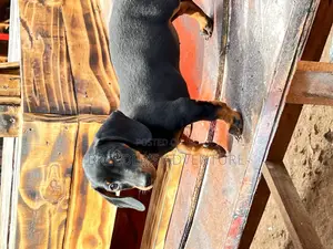 1-3 months Male Purebred Dachshund