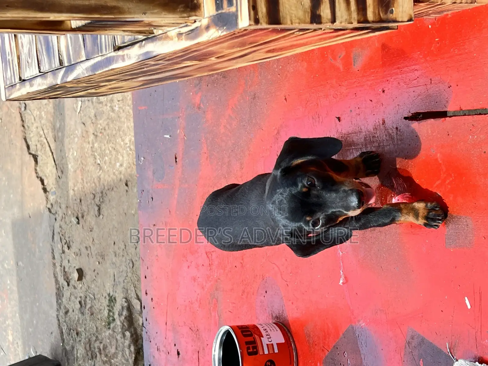 1-3 months Male Purebred Dachshund