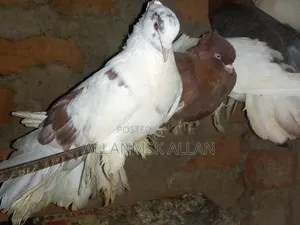 Photo - American Fantail Pigeons