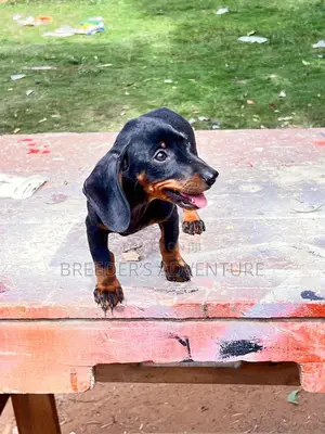 1-3 months Female Purebred Dachshund