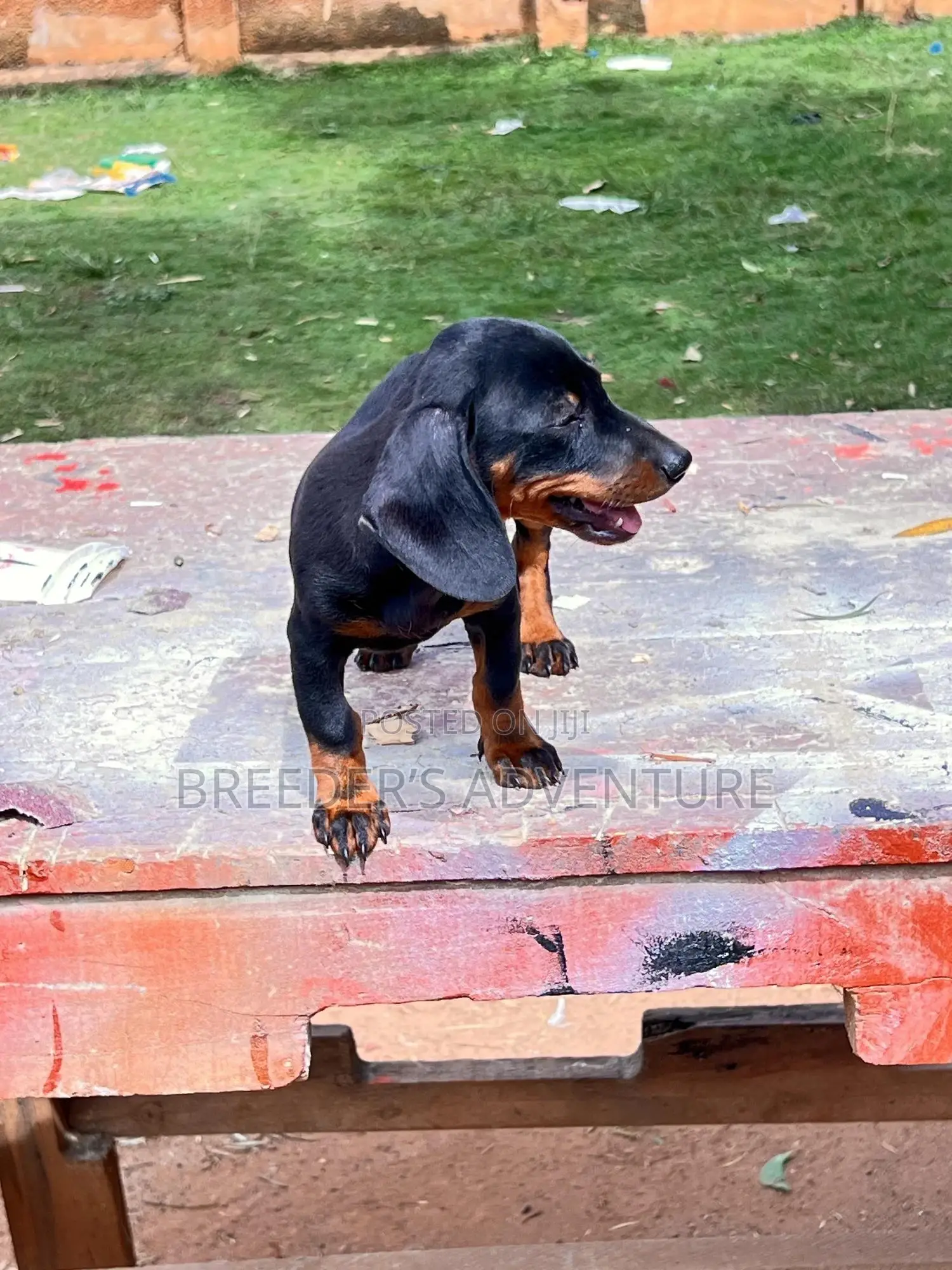 1-3 months Female Purebred Dachshund