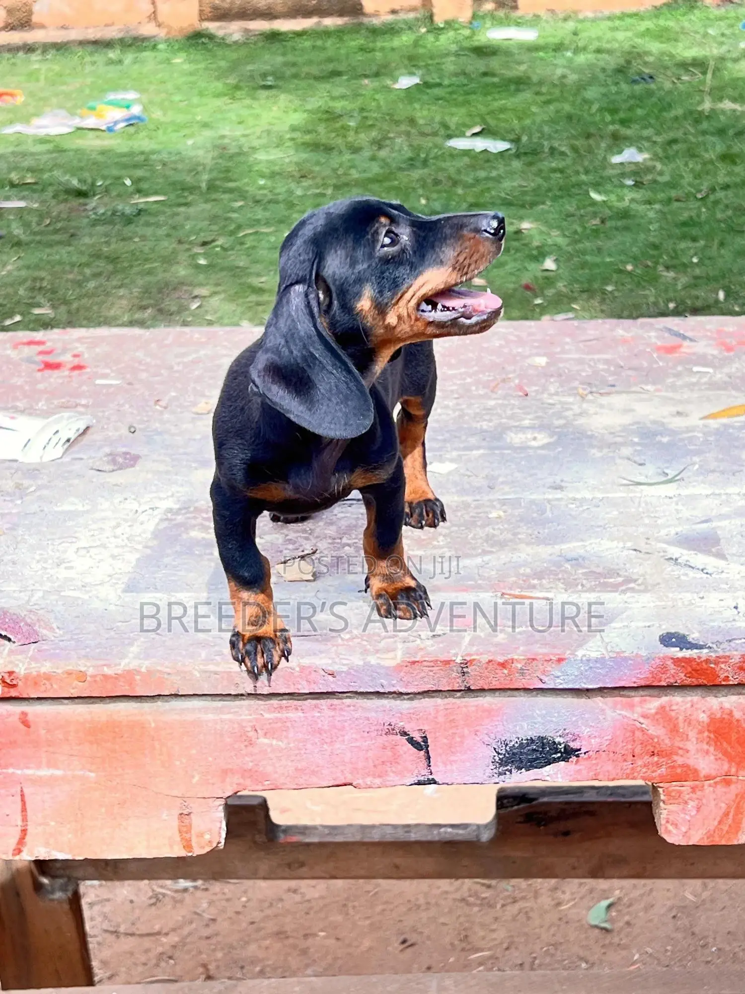 1-3 months Female Purebred Dachshund