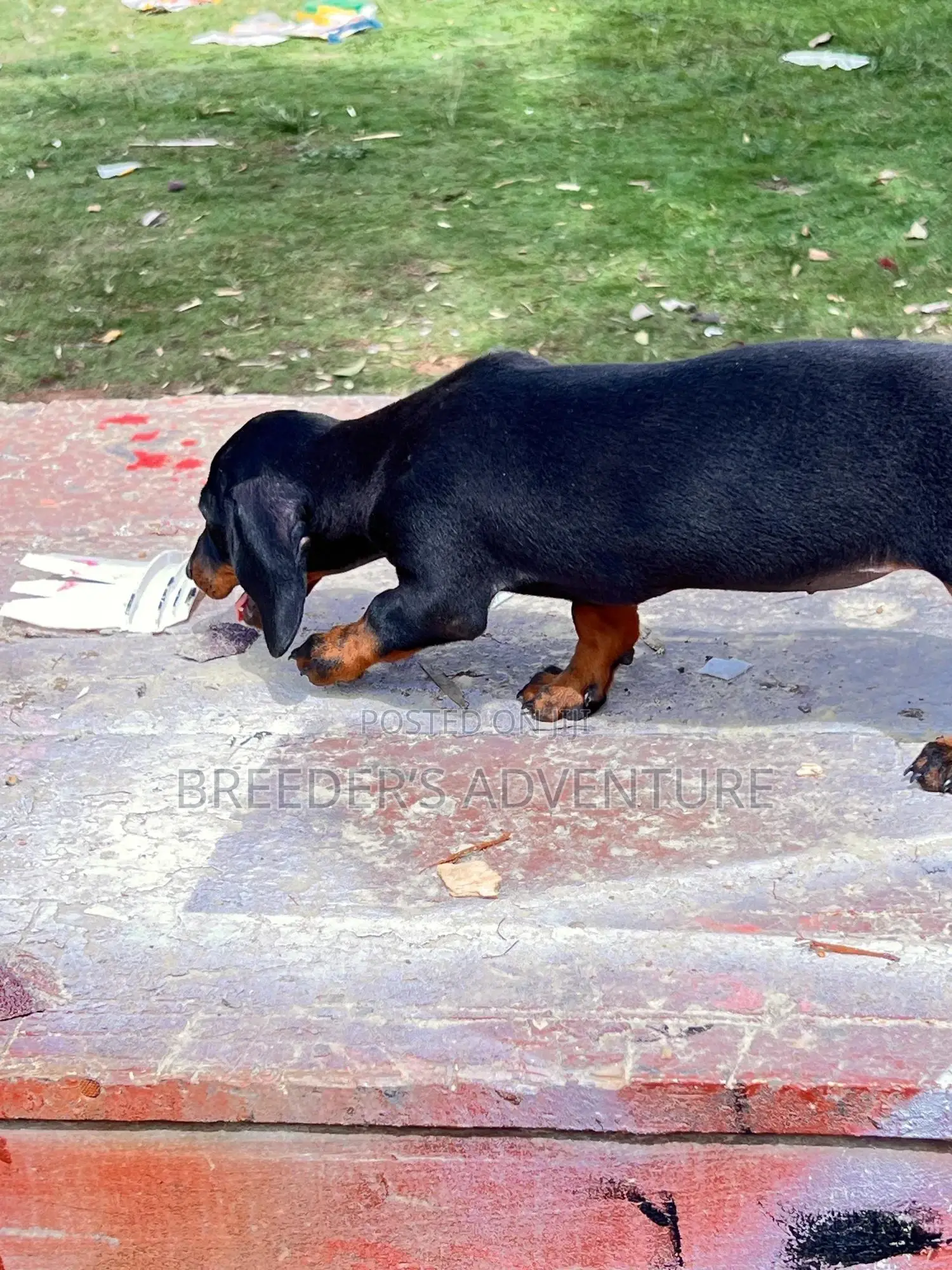 1-3 months Male Purebred Dachshund