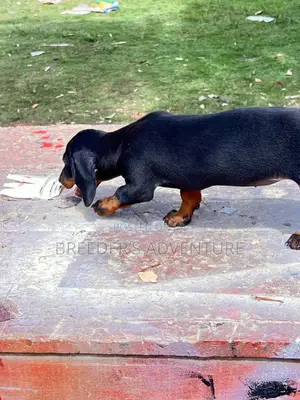 1-3 months Male Purebred Dachshund