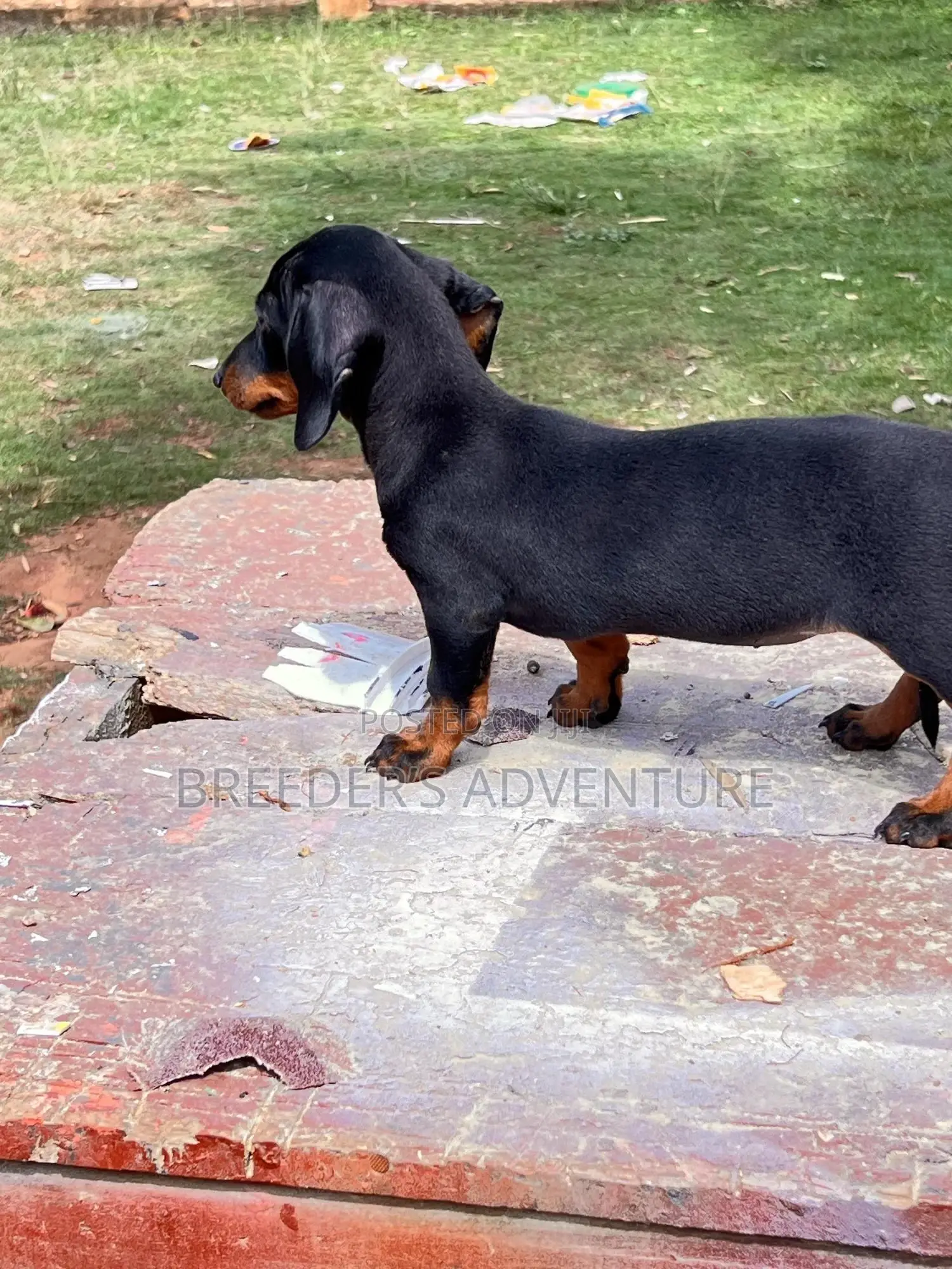 1-3 months Male Purebred Dachshund
