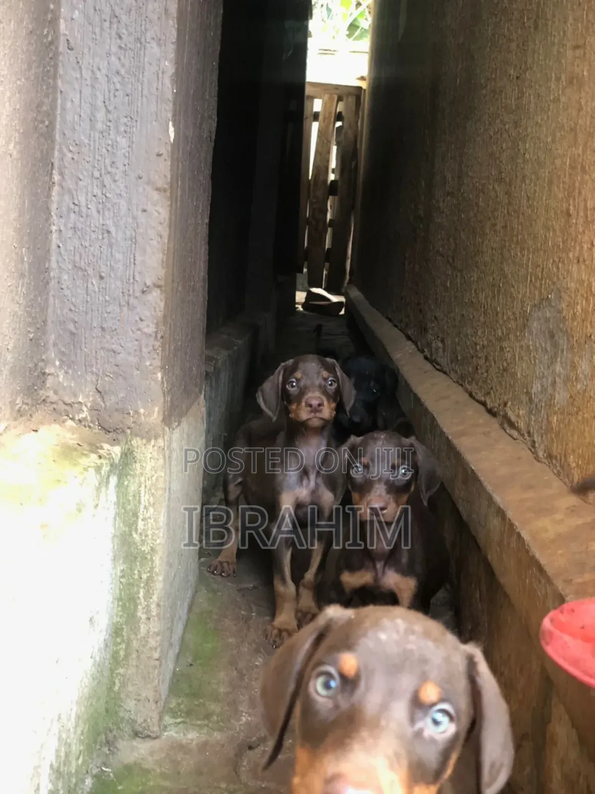 1-3 months Male Purebred Doberman Pinscher