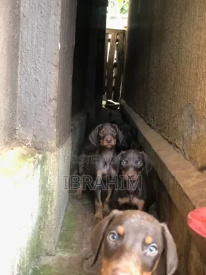 1-3 months Male Purebred Doberman Pinscher