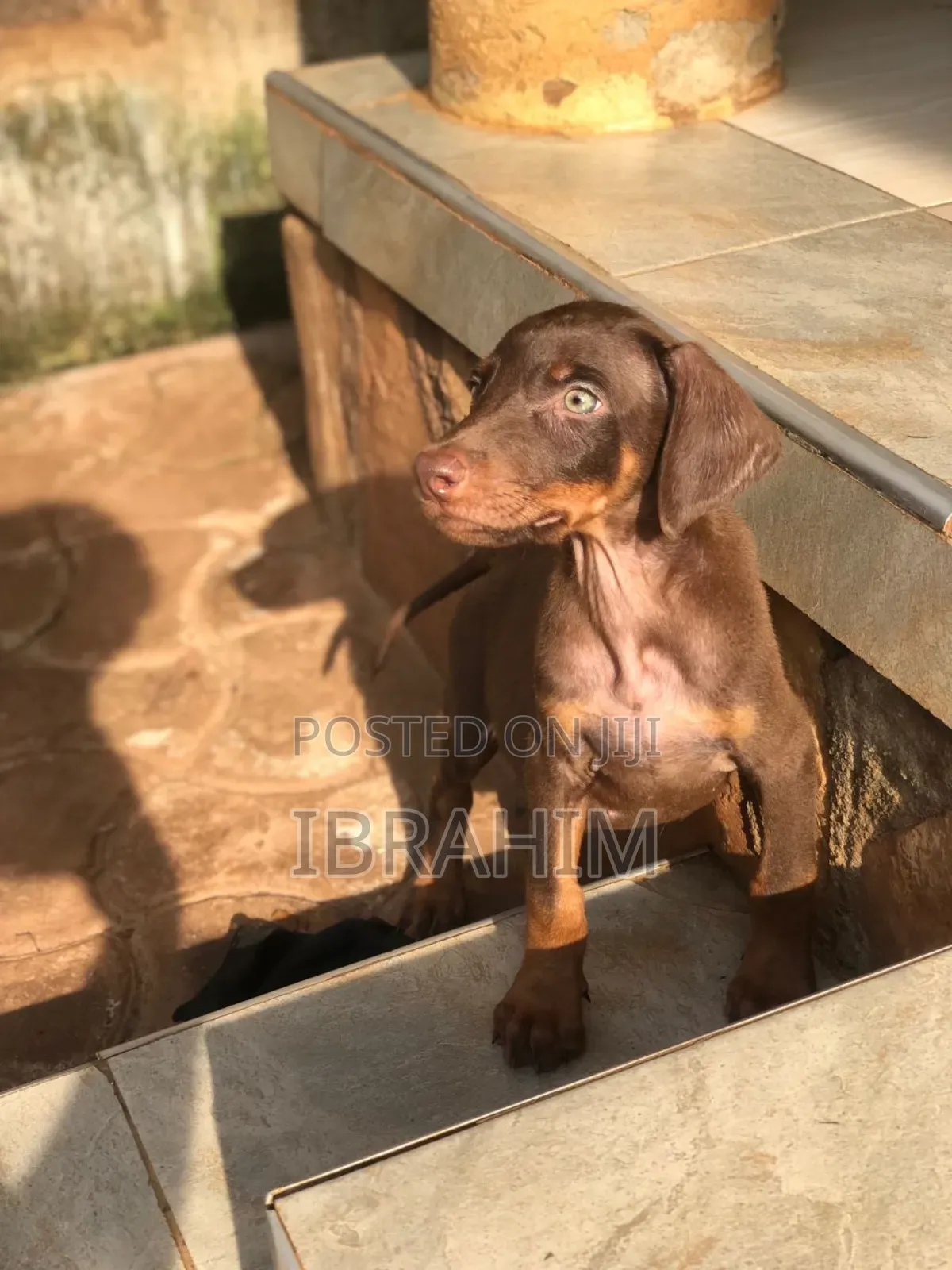 1-3 months Male Purebred Doberman Pinscher