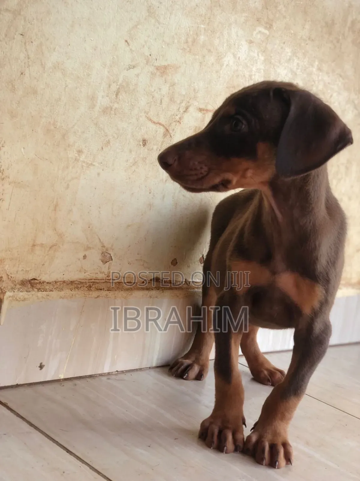 1-3 months Male Purebred Doberman Pinscher