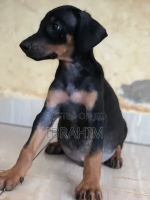 1-3 months Male Purebred Doberman Pinscher