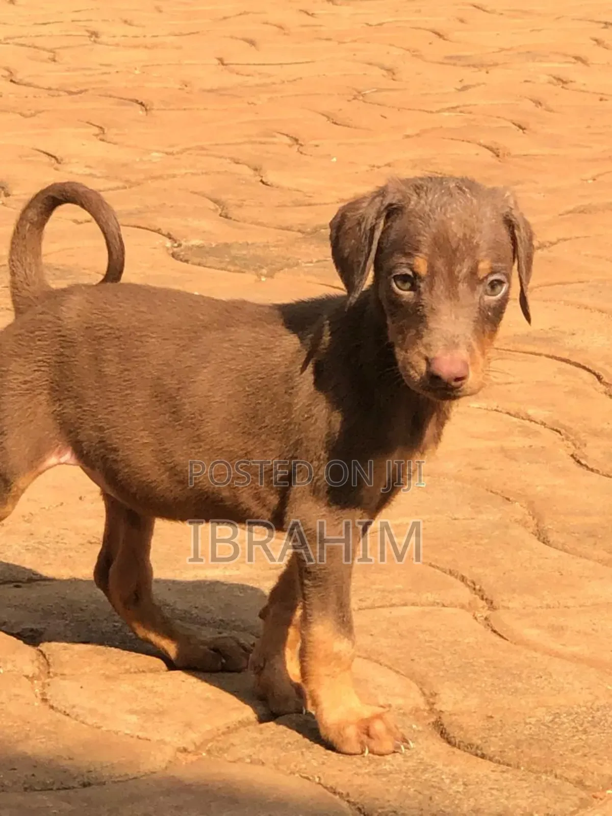 1-3 months Male Purebred Doberman Pinscher