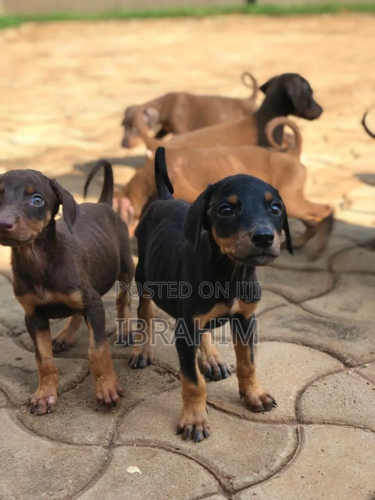 1-3 months Male Purebred Doberman Pinscher