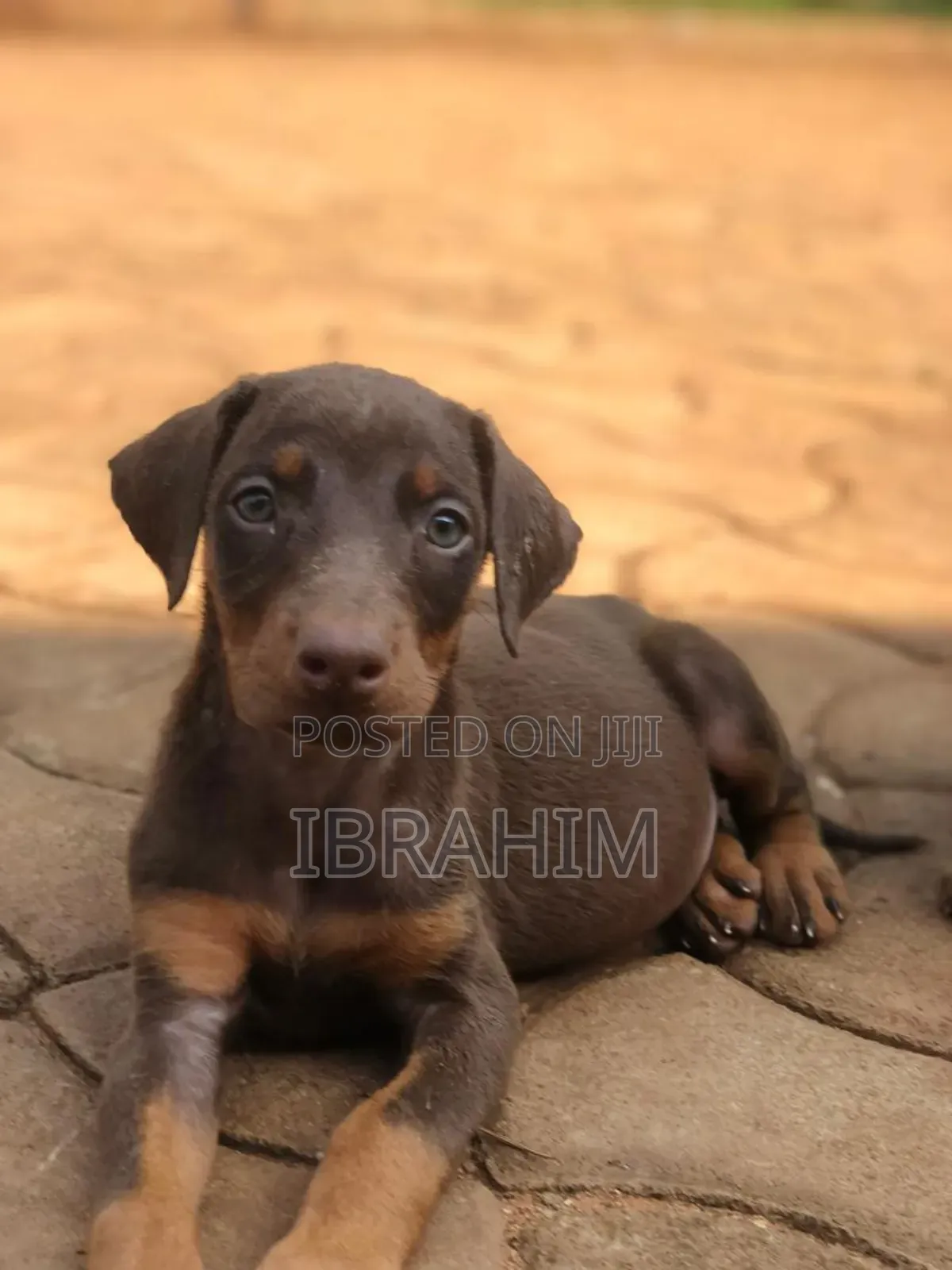 1-3 months Male Purebred Doberman Pinscher