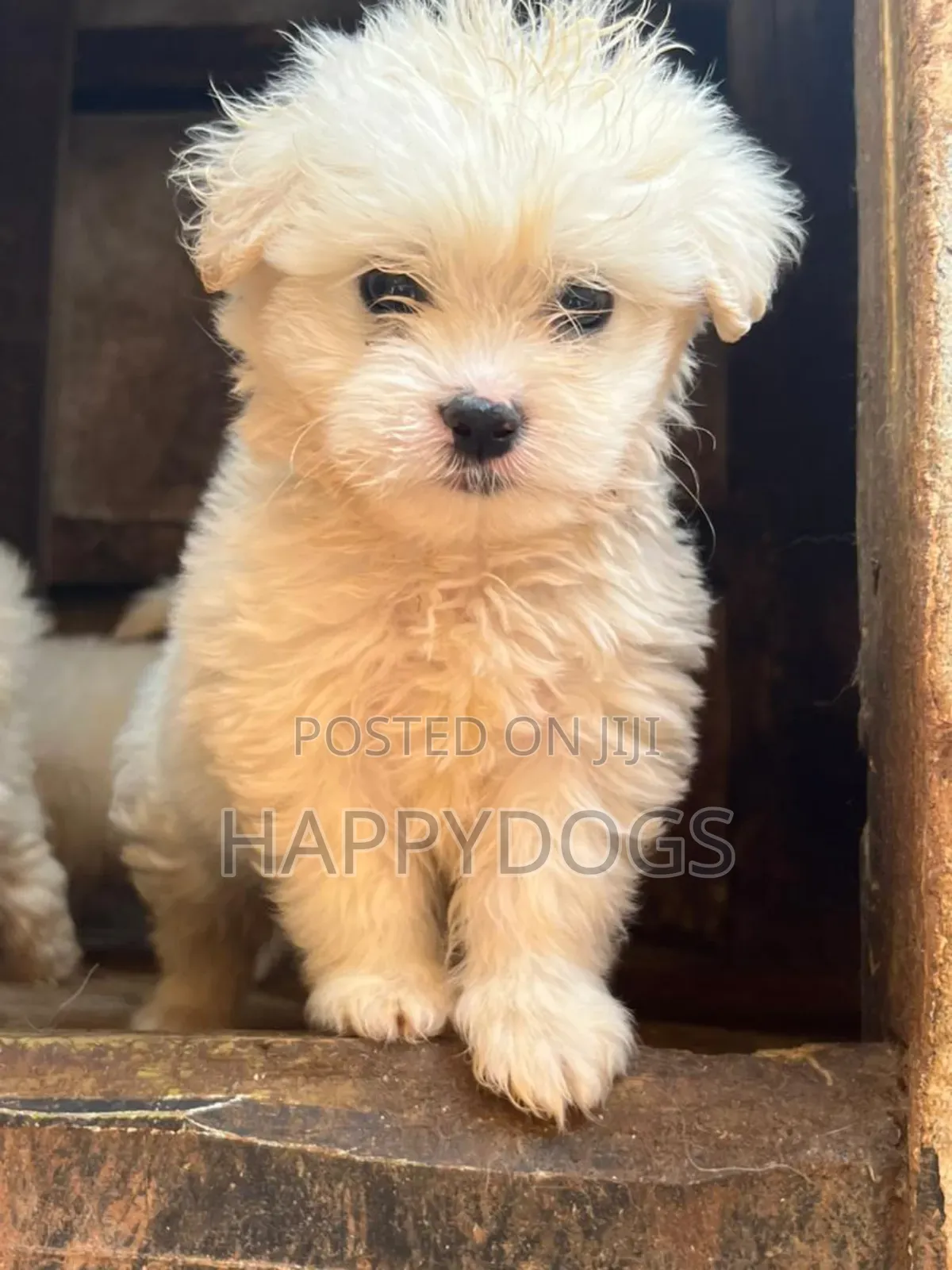 1-3 months Female Purebred Maltese
