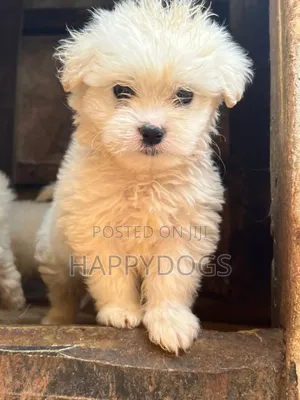 Photo - 1-3 months Female Purebred Maltese