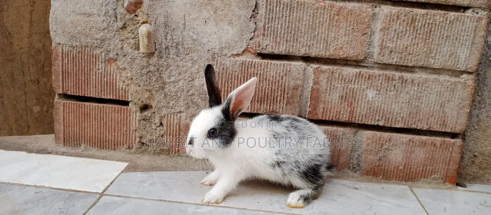 Exotic Newzealand White Rabbits in Munyonyo
