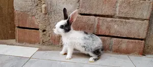 Exotic Newzealand White Rabbits in Munyonyo