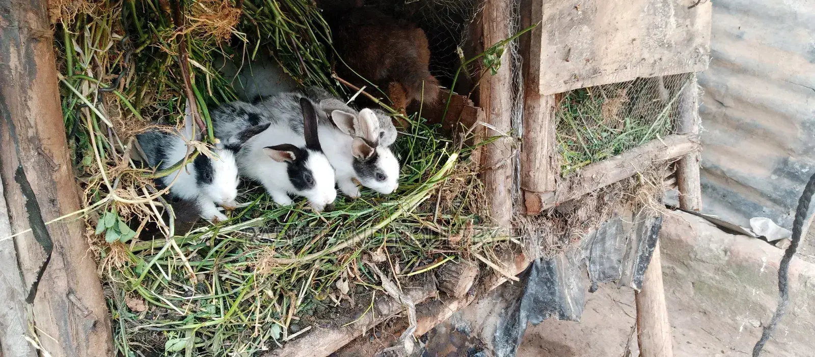 Exotic Newzealand White Rabbits in Munyonyo