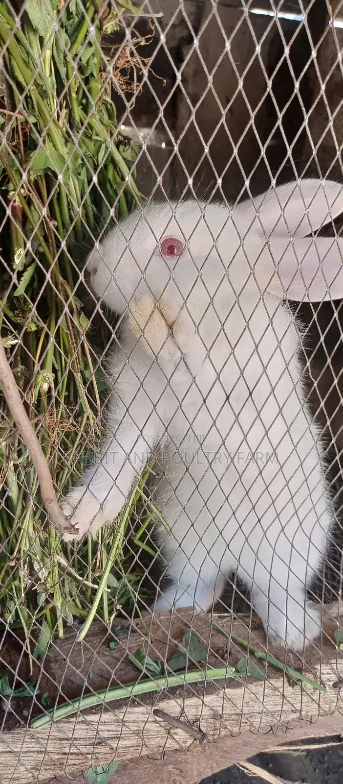Exotic Newzealand White Rabbits in Munyonyo
