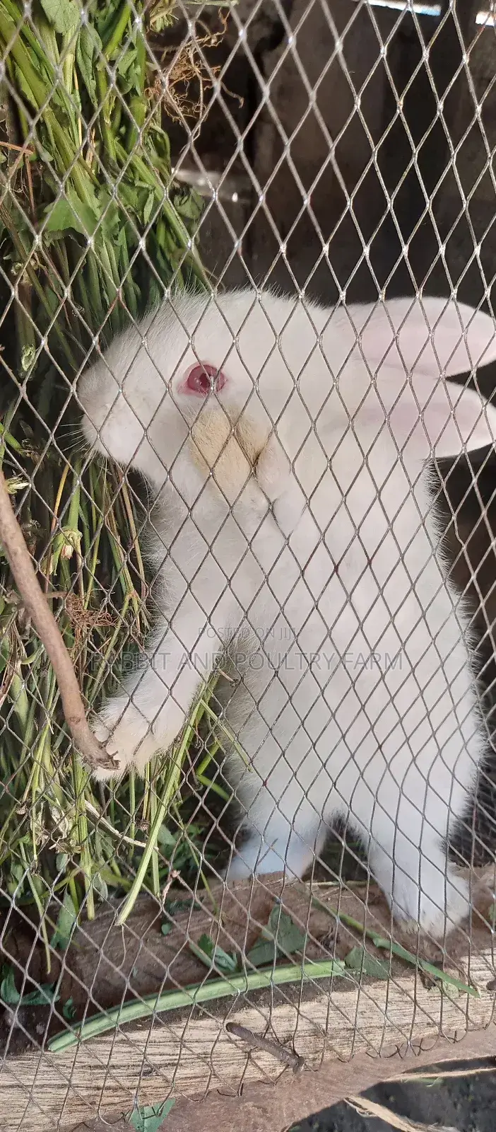 Exotic Newzealand White Rabbits in Munyonyo