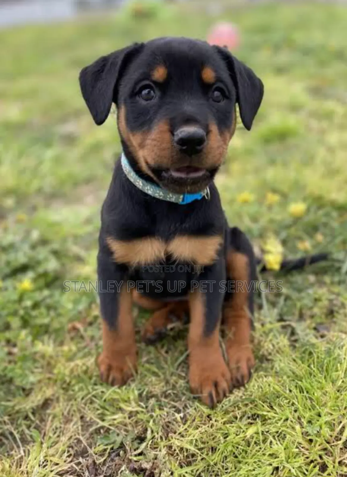 1-3 months Male Purebred Rottweiler