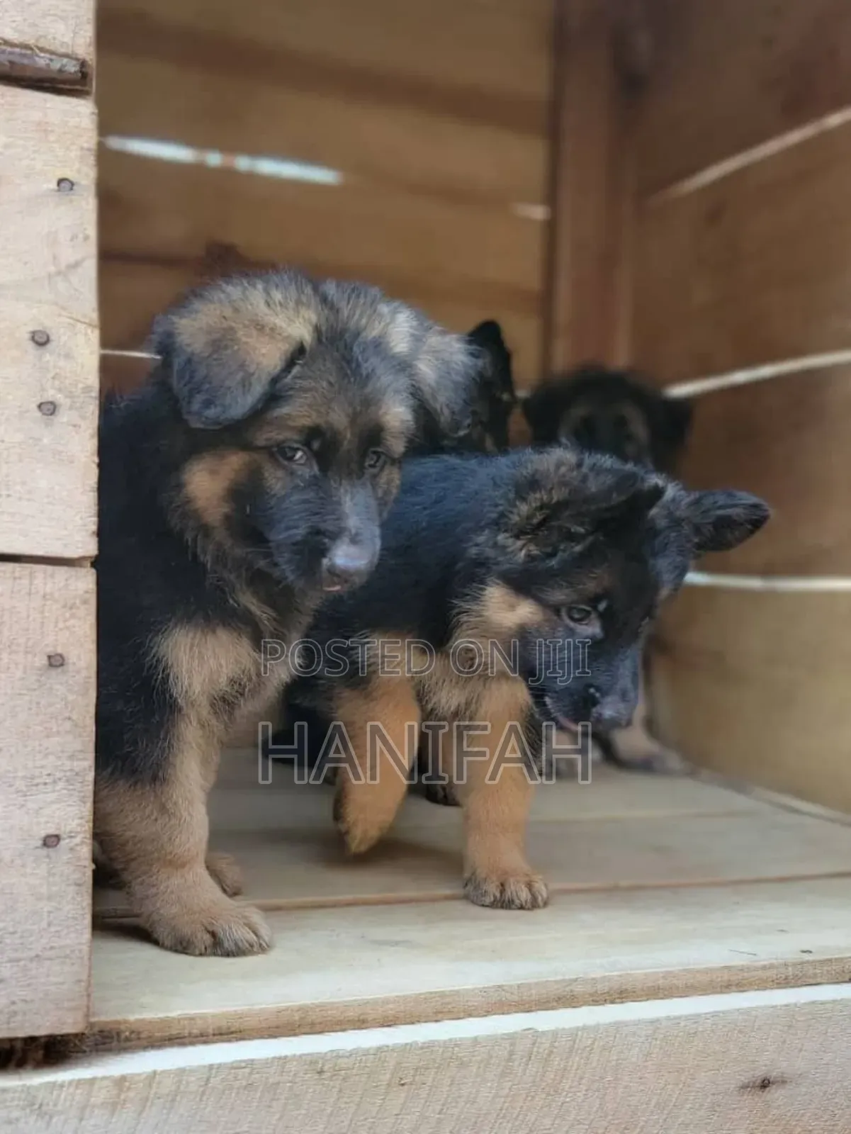1-3 months Male Purebred German Shepherd