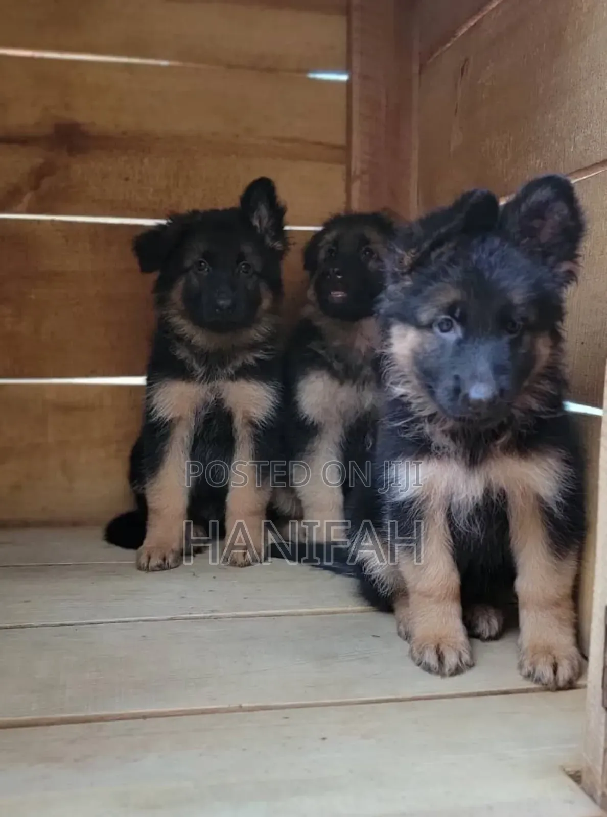 1-3 months Male Purebred German Shepherd