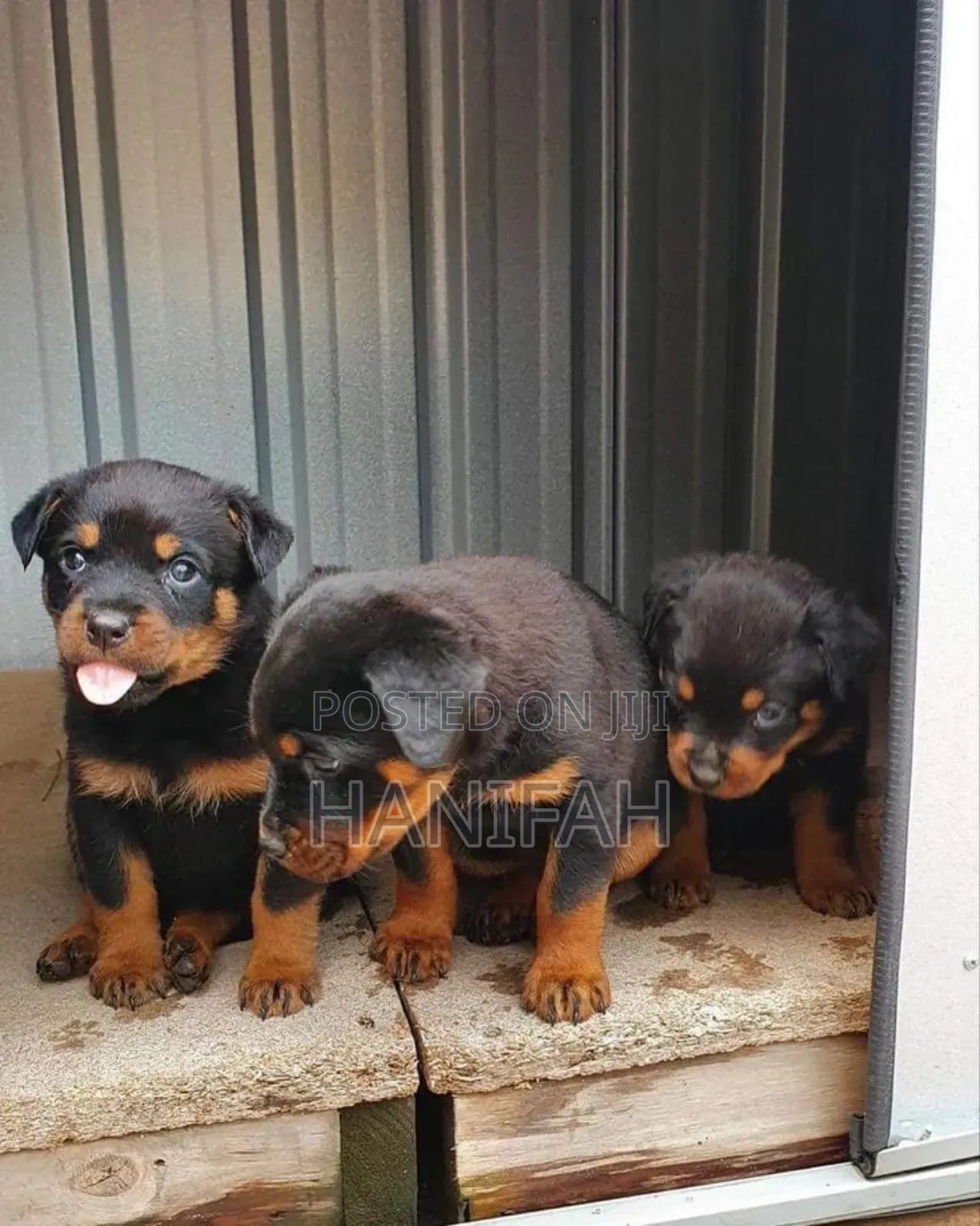 1-3 months Male Purebred Rottweiler
