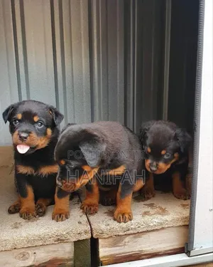 1-3 months Male Purebred Rottweiler