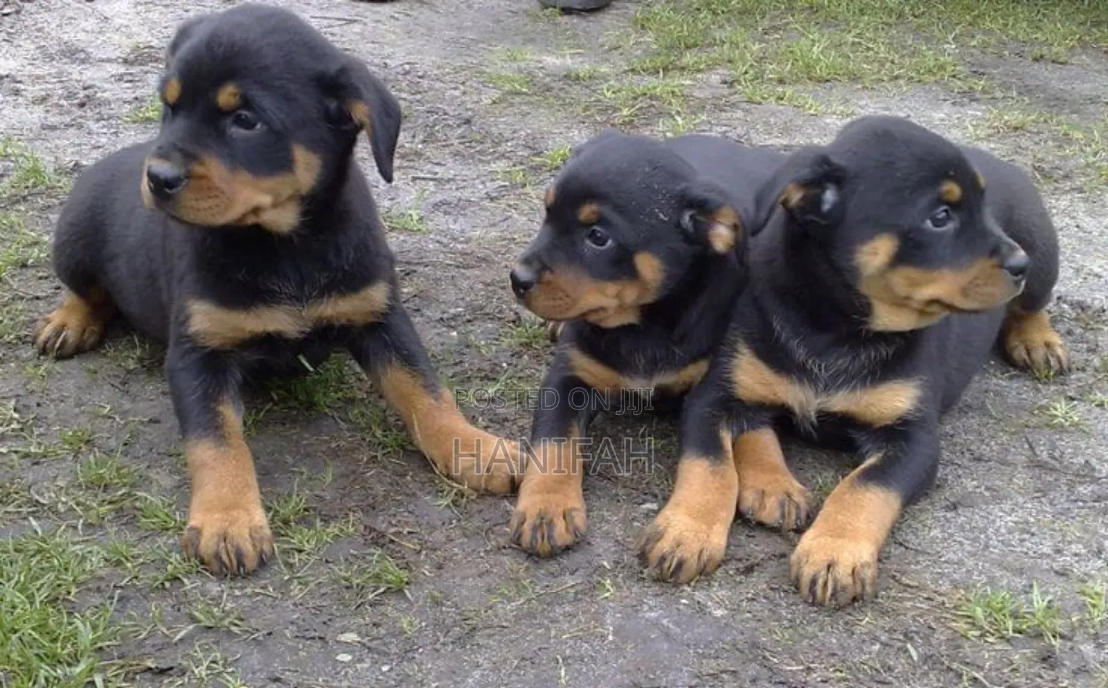 1-3 months Male Purebred Rottweiler
