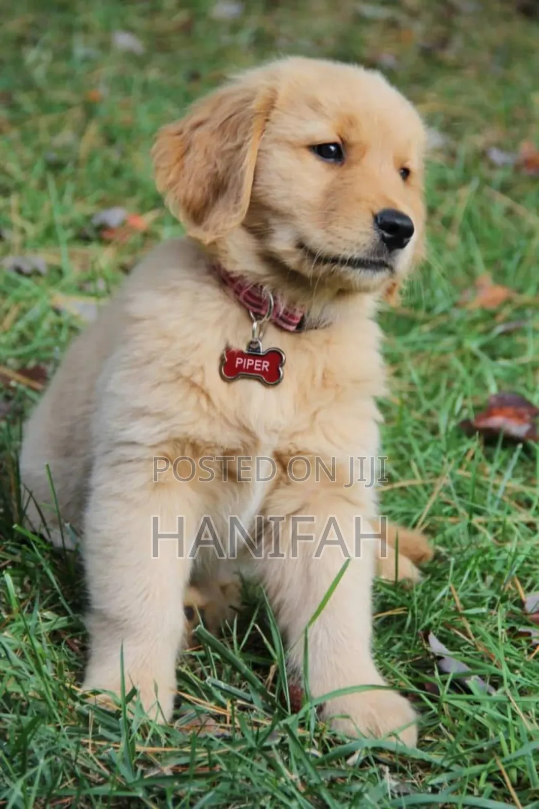 1-3 months Male Purebred Golden Retriever