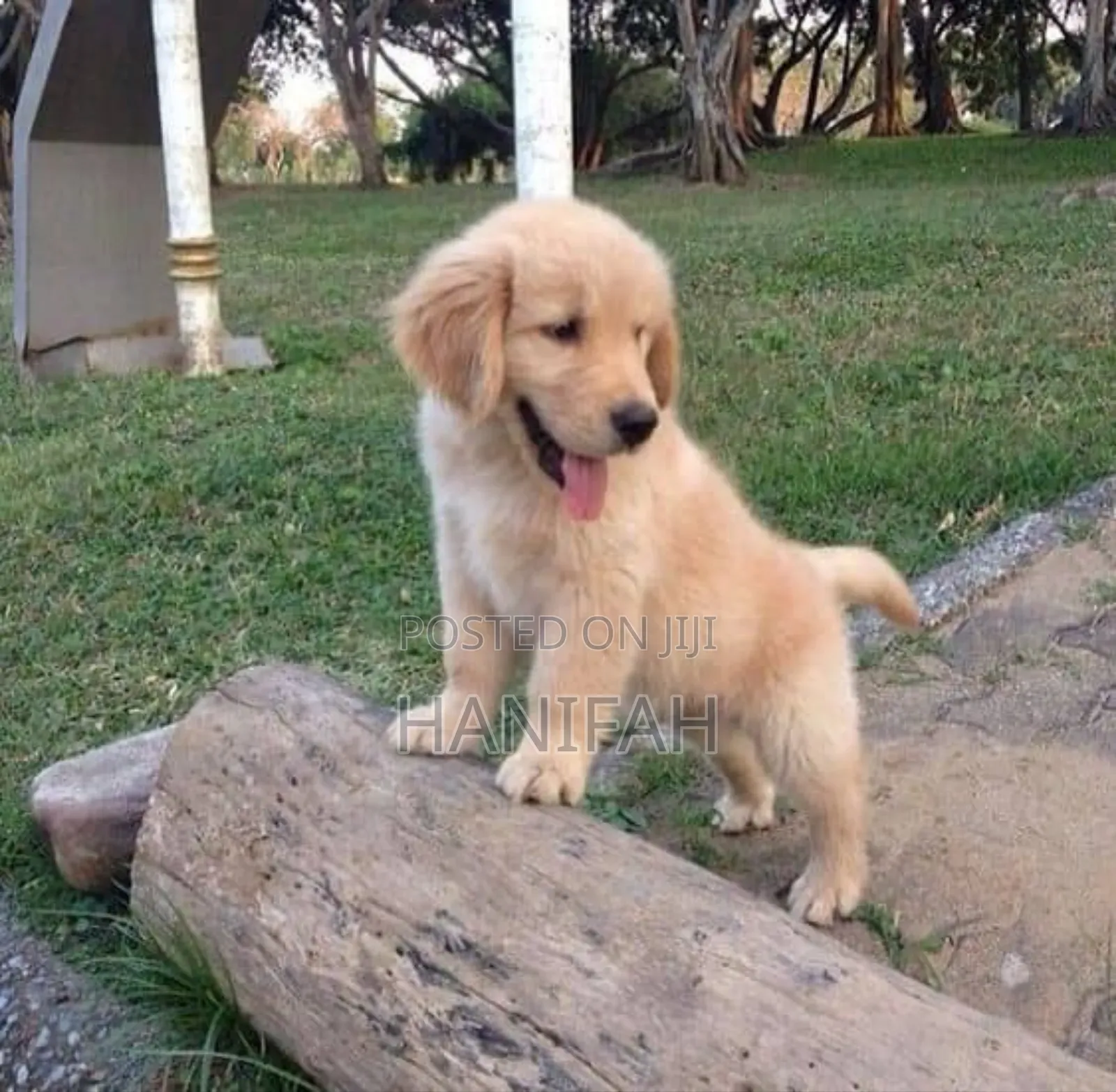 1-3 months Male Purebred Golden Retriever