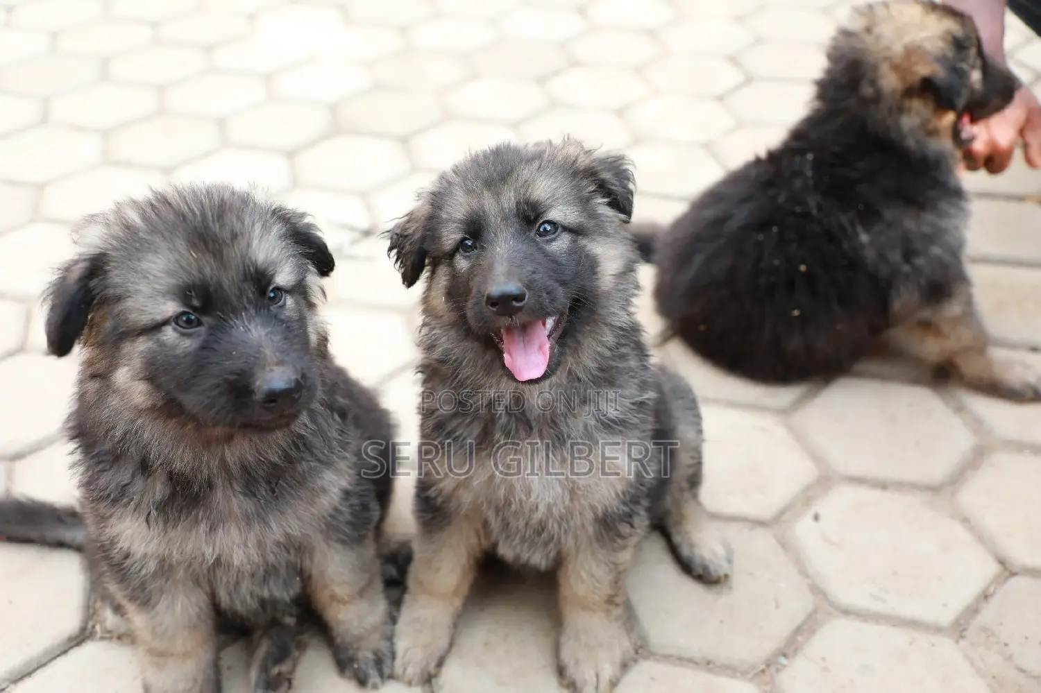 1-3 months Male Purebred German Shepherd
