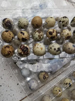 Photo - Quails and Quail Eggs