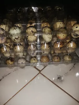 Photo - Quails and Quail Eggs