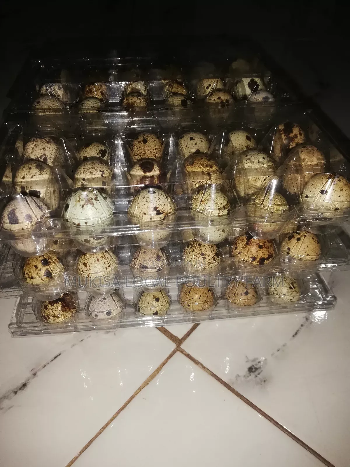 Quails and Quail Eggs