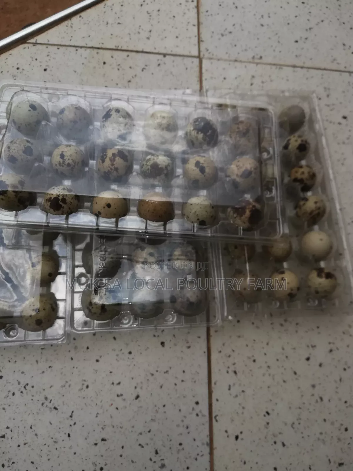 Quail and Quail Eggs