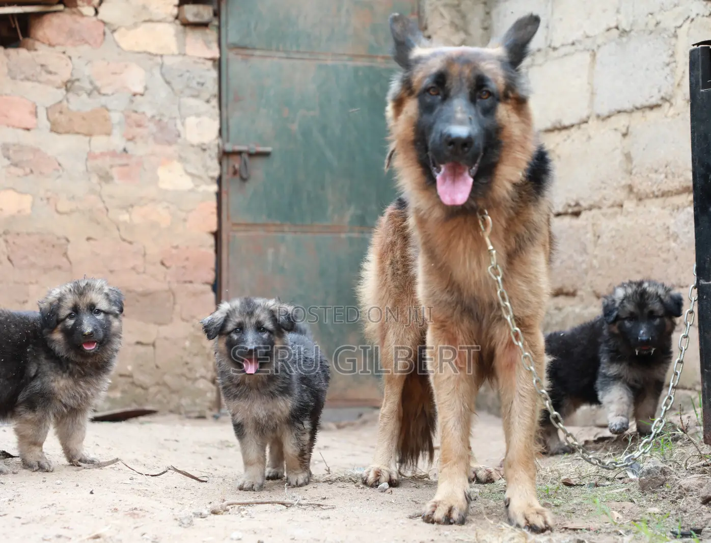 3-6 months Male Purebred German Shepherd