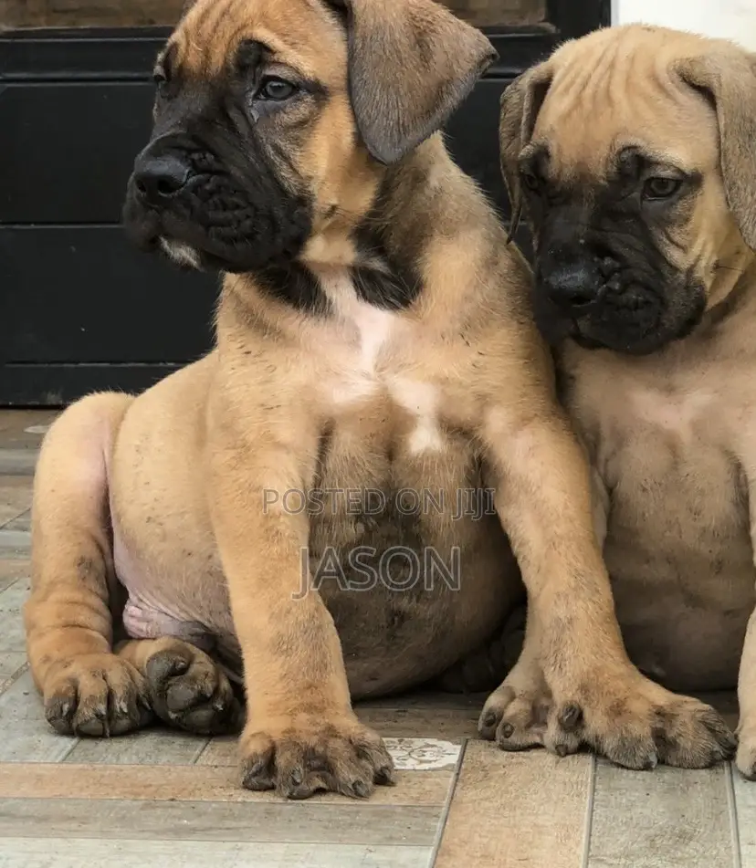 1-3 months Female Purebred Boerboel