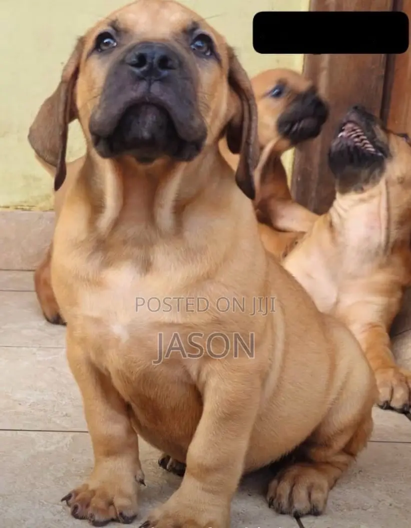 3-6 months Male Purebred Boerboel