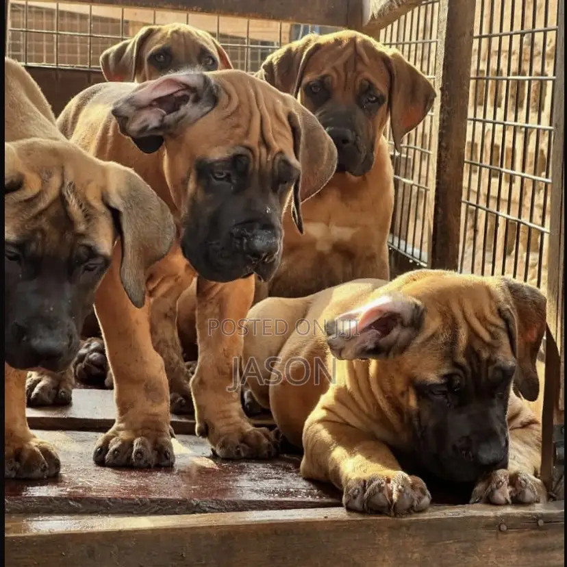 3-6 months Male Purebred Boerboel