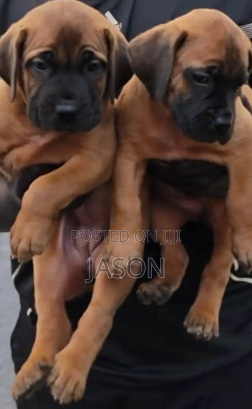 1-3 months Female Purebred Boerboel