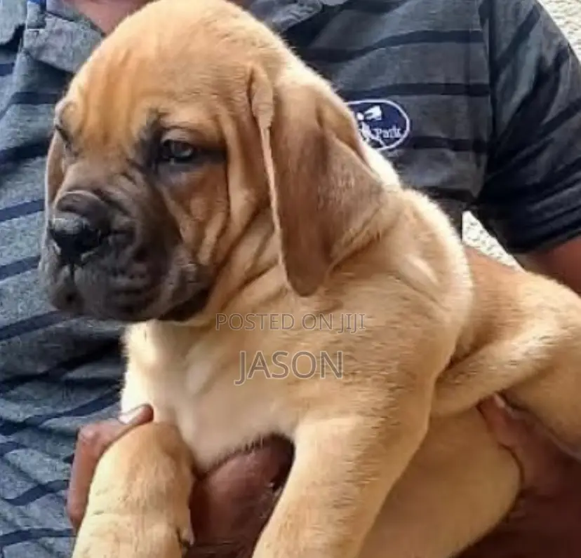 1-3 months Male Purebred Boerboel