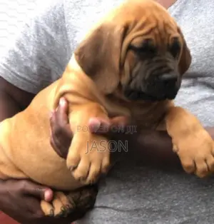 1-3 months Female Purebred Boerboel