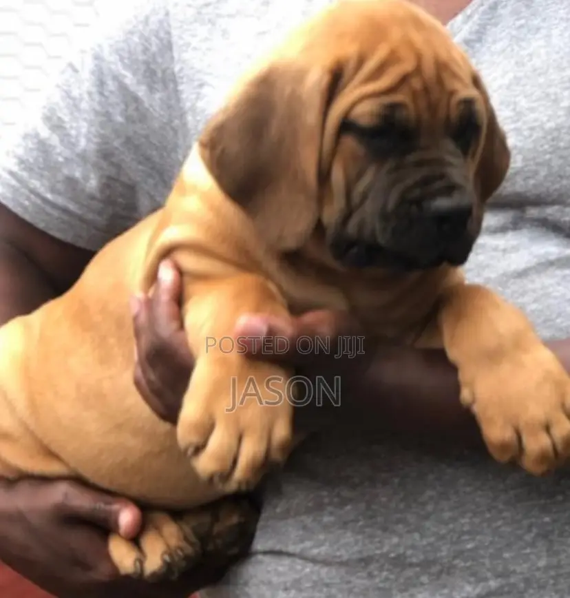 1-3 months Female Purebred Boerboel